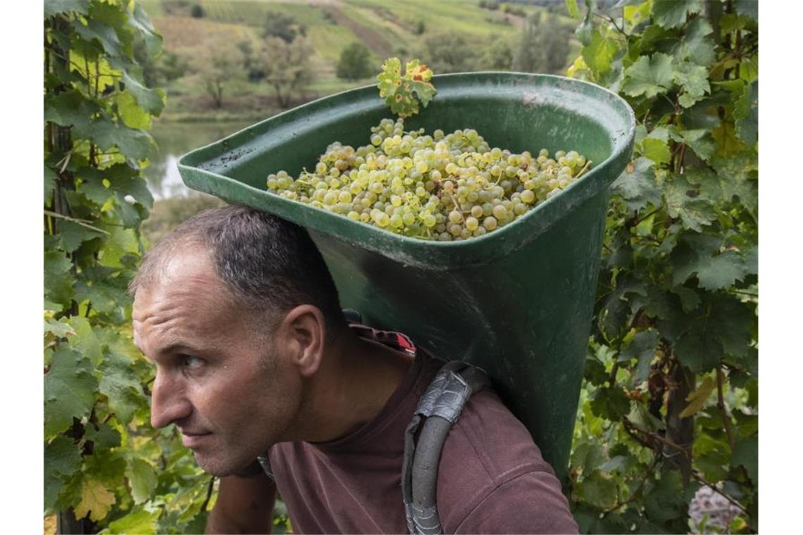 Knochenarbeit mit Herz im steilen Weinberg Ein Helfer lträgt ein volle Hotte auf einem steilen Schieferhang oberhalb der Moselschleife zurück ins Tal. Foto: Boris Roessler/dpa