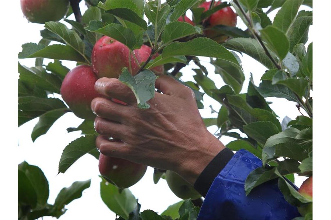 Ein Helfer pflückt in einer Plantage Äpfel der Sorte Elstar. Foto: picture alliance / dpa/Archivbild