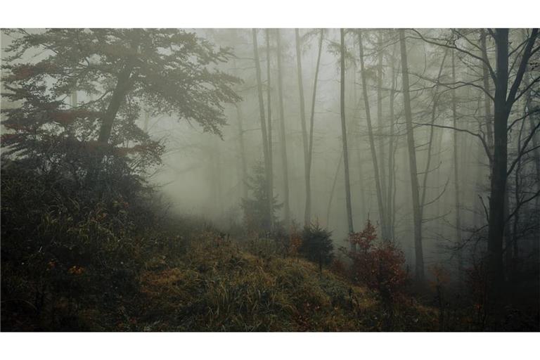 Ein herannahender Krieg setzt zwei junge Menschen ungewöhnlichen Situationen aus. Agi Ofner erzählt in ihrem neuen Jugendbuch „Der Dreck, der unsere Zukunft ist“ vom Wald als Zufluchtsort.
