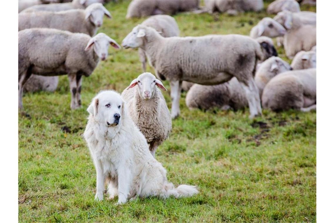 Ein Herdenschutzhund, Rasse Pyrenäenberghund, sitzt auf einer Wiese und passt auf eine Schafherde auf. Foto: Christoph Schmidt/dpa