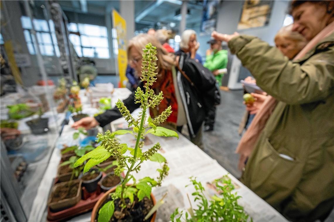 Gärtnern, was das Zeug hält bei „Backnang blüht auf" Ein Highlight aus der „Backnang blüht auf“-Saison im Jahr 2023: Die Pflanzentauschbörse im Technikforum. Foto: Alexander Becher