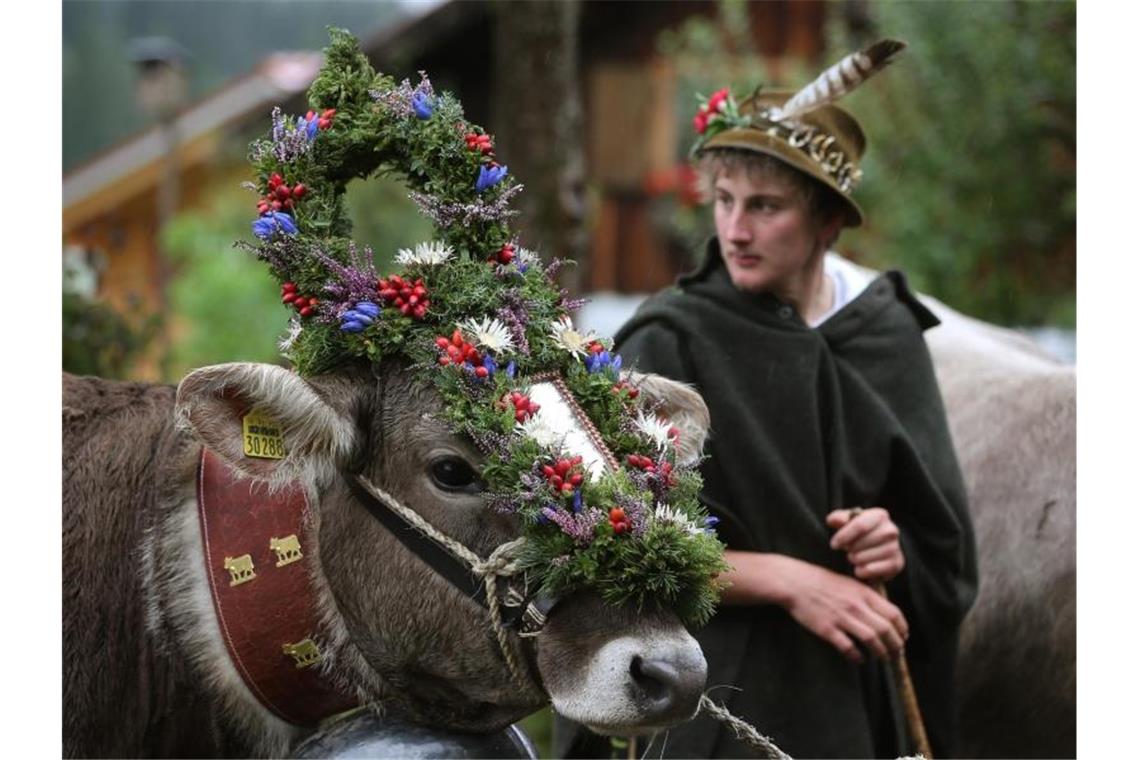 Viehscheid ohne große Feste: Bauern mit Bergsommer zufrieden