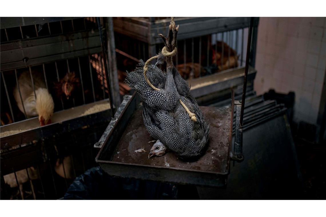 Bilder des Tages Ein Huhn wird lebendig gewogen, bevor es in einem Geflügelladen geschlachtet wird.
