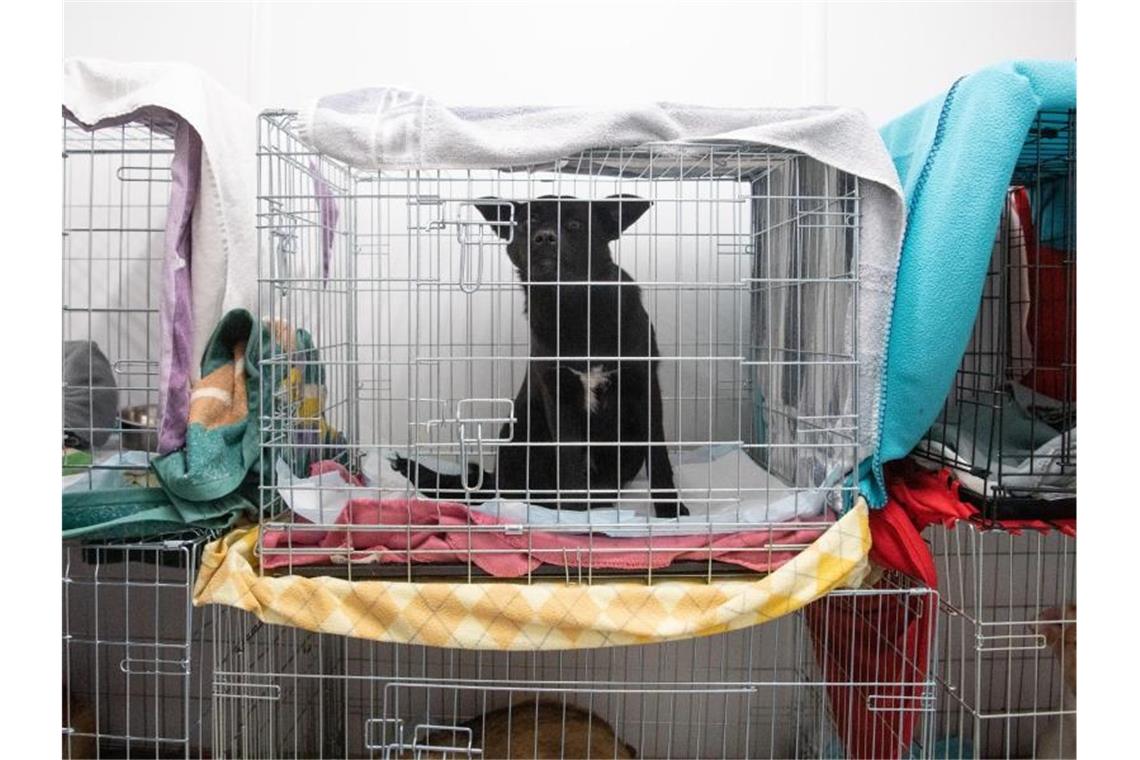 Ein Hund, der aus der Ukraine gerettet wurde, sitzt in einer Box. Foto: Sebastian Gollnow/dpa