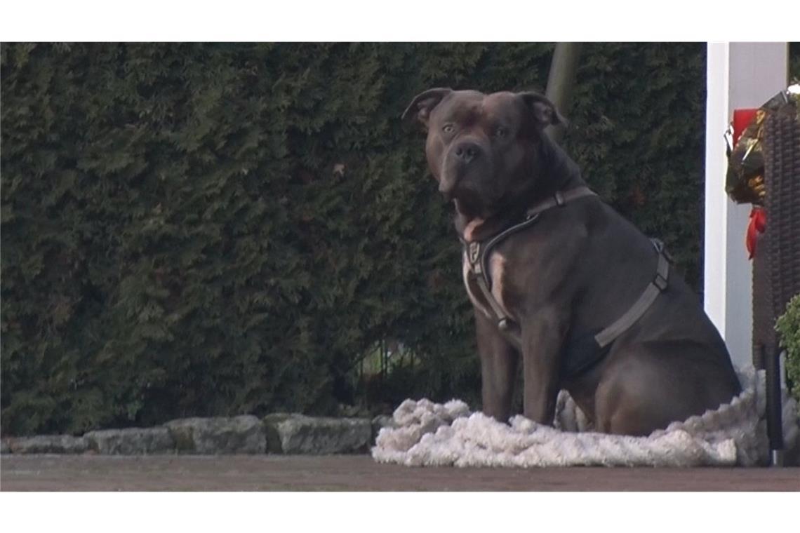 Ein Hund der Rasse American Bulldog sitzt auf einer Decke (Archivfoto). Eine Spaziergängerin hatte einen leblosen Mann in einem Straßengraben entdeckt. Rettungskräfte konnten nur noch den Tod des 33-Jährigen feststellen, der auch der Hundehalter war.