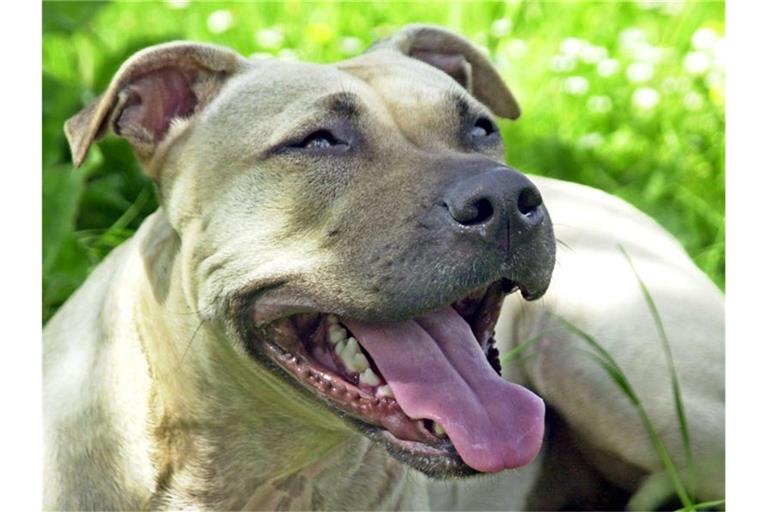 Ein Hund der Rasse American Staffordshire Terrier. Foto: Peter Förster/Archivbild