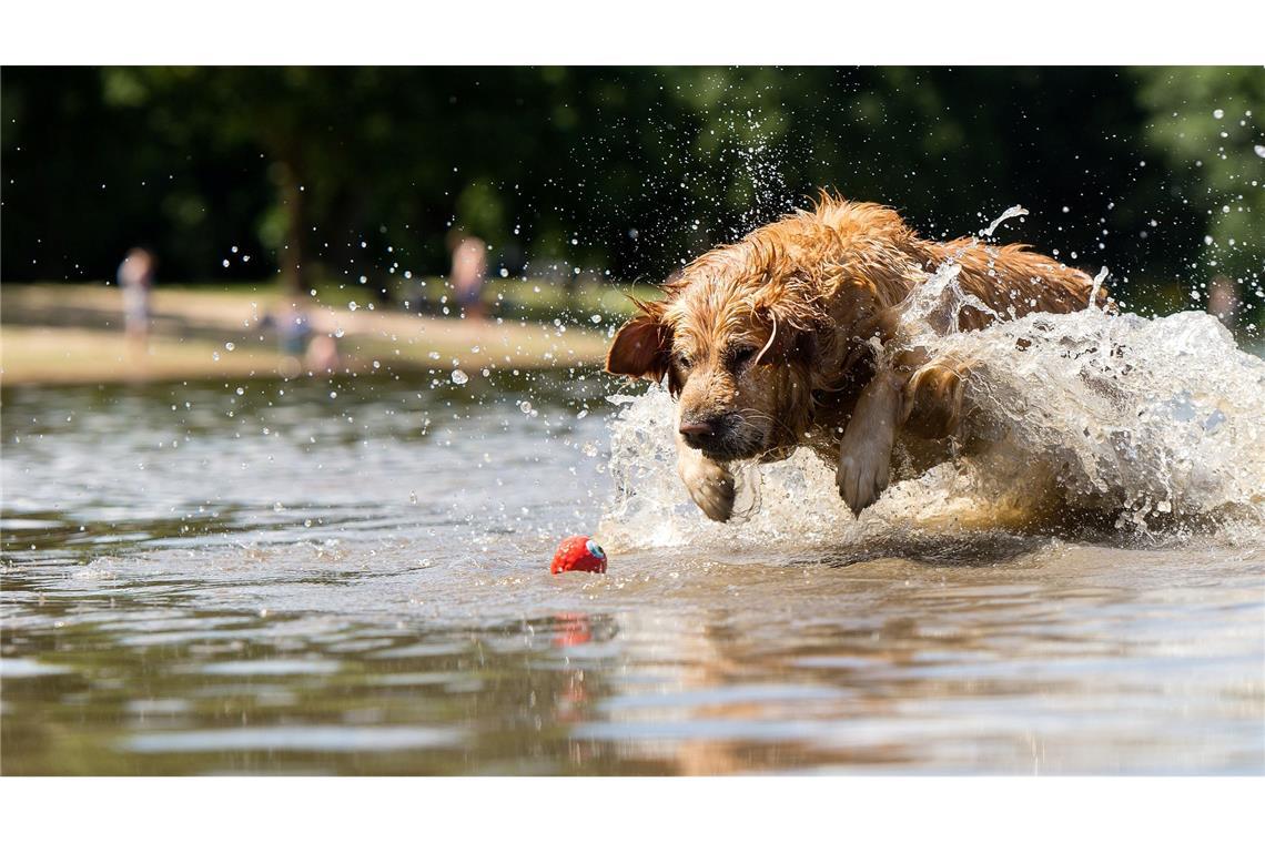 Der Spielsucht verfallen – das sind auch manche Hunde Ein Hund, der so verliebt in sein Spielzeug ist, dass er nicht von ihm lassen mag: Klingt süß, kann für den Vierbeiner aber gefährlich sein. (Archivbild)