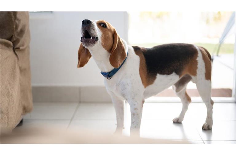 Ein Hund hat so sehr angeschlagen, dass zwei mutmaßliche Einbrecher die Flucht ergriffen. (Symbolbild)