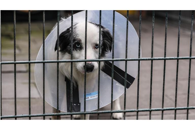 Ein Hund im Tierheim: Der Tierschutzbund möchte klären, ob der Bund das Staatsziel Tierschutz auch finanziell ernst nimmt.
