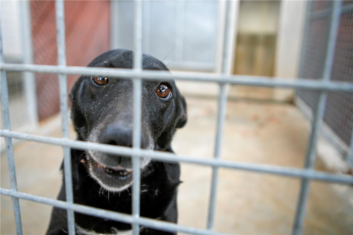 Ein Hund im Tierheim von Großerlach. Insgesamt sind dort aktuell zehn Hunde und vier Pflegehunde untergebracht. Foto: A. Becher
