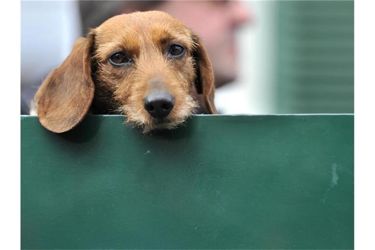 Ein Hund legt seinen Kopf auf eine Absperrung. Foto: Boris Roessler/Archivbild