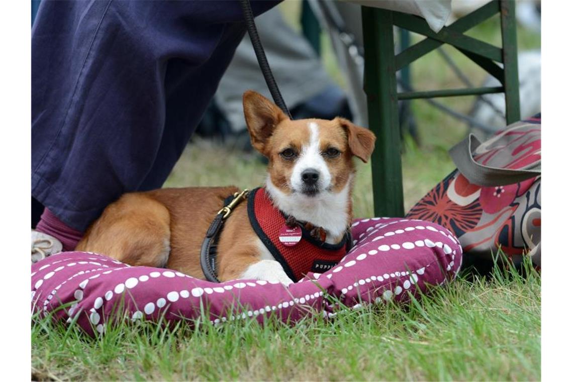 Gottesdienst für Mensch und Tier Ein Hund liegt beim Ökumenischen Tiergottesdienstes auf einer Wiese. Foto: Harald Tittel/Archiv