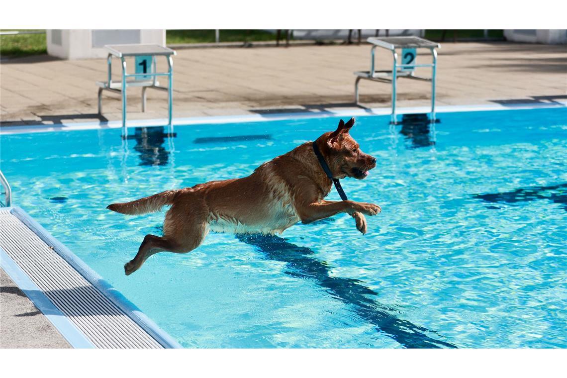 Ein Hund springt ins Ilsestrandbad in Wasserleben.