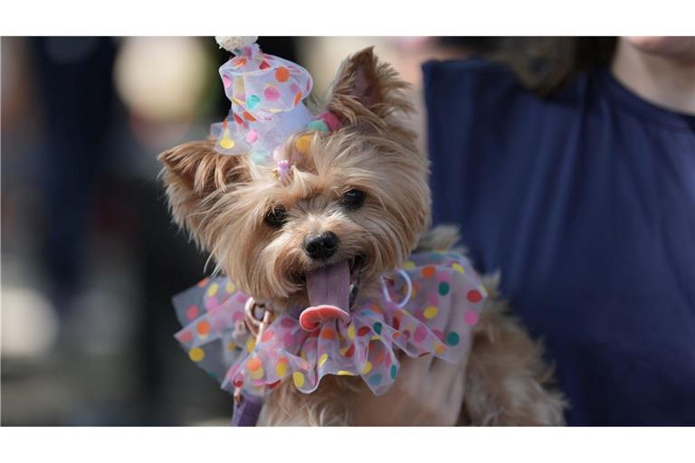 Ein Hund trägt ein Kostüm während der Karnevals-Hundeparade "Blocao" in Rio de Janeiro.