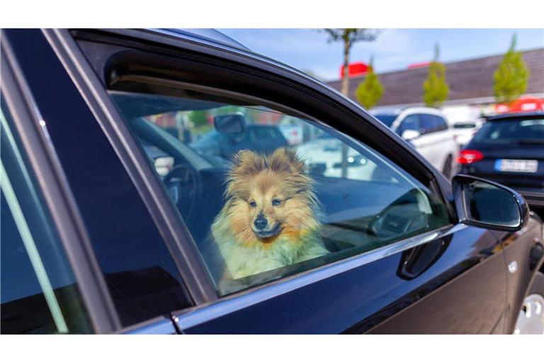 Ein Hund war in Lörrach in einem Auto gefangen (Symbolbild).