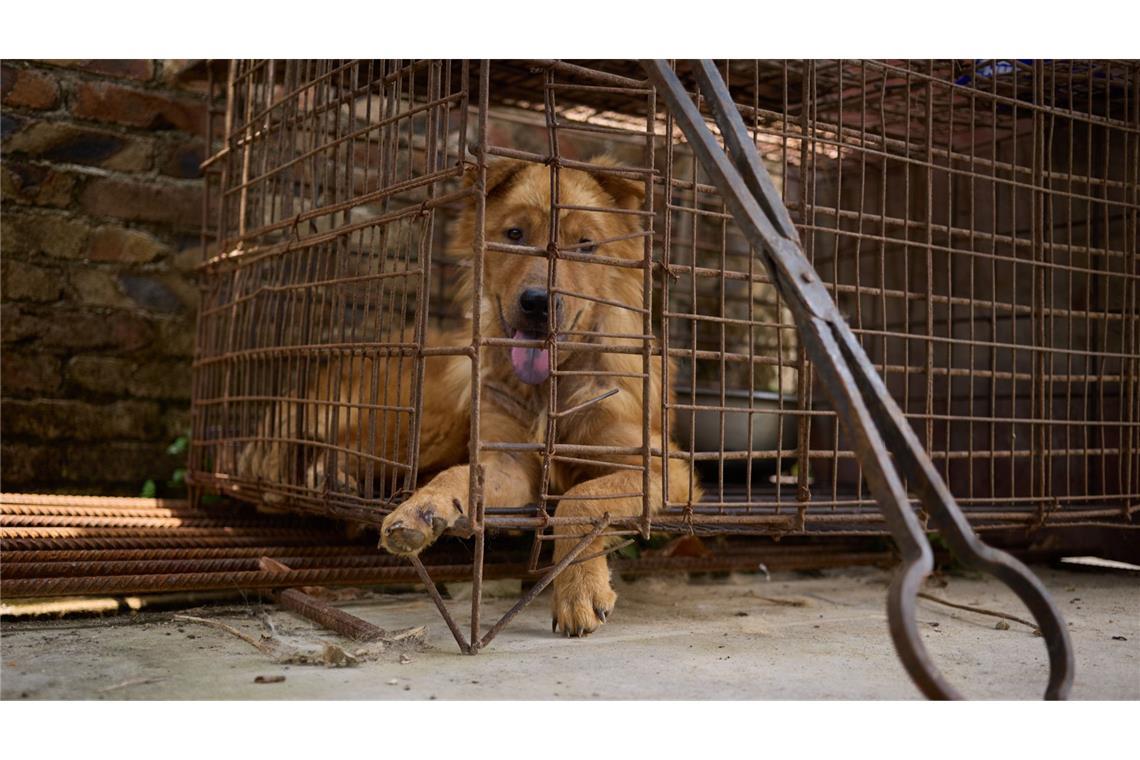Ein Hund wartet im Käfig eines Schlachthauses in Yulin auf sein Ende. Die Greifzange steht schon bereit.