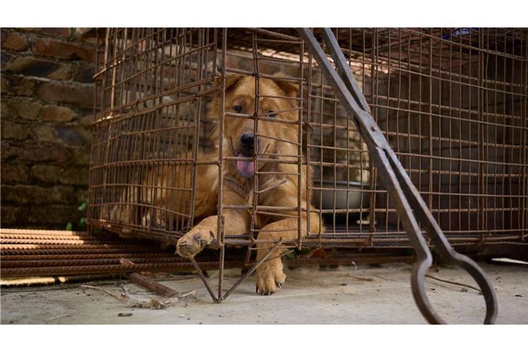 Ein Hund wartet im Käfig eines Schlachthauses in Yulin auf sein Ende. Die Greifzange steht schon bereit.
