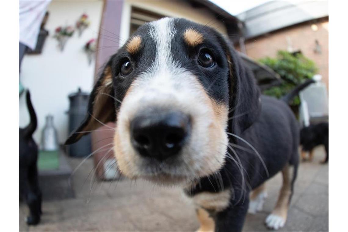 Ein Hundewelpe blickt in die Kamera. Foto: Friso Gentsch/dpa/Archiv