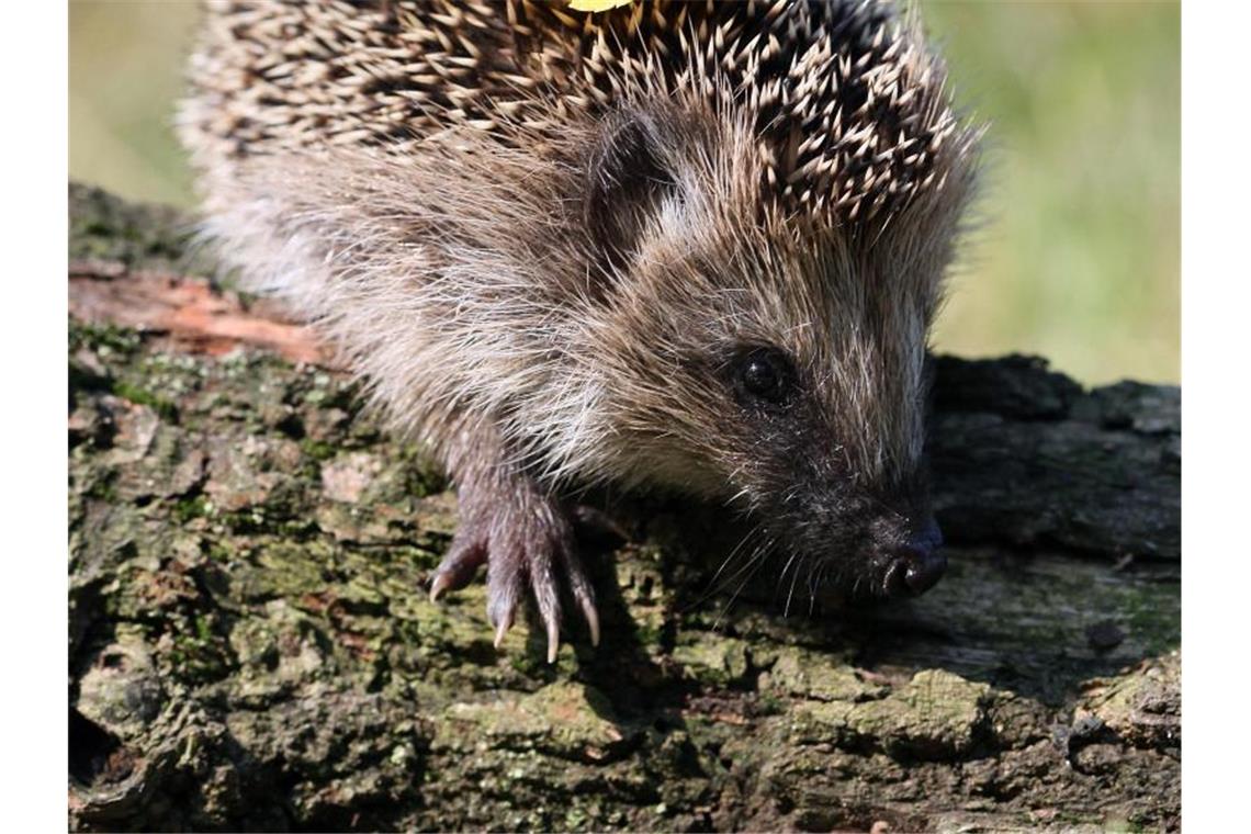 Ein Igel erkundet das Gelände. Foto: Patrick Pleul/dpa-Zentralbild/ZB/Symbolbild