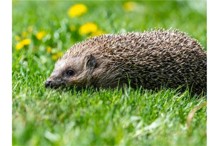 Ein Igel läuft durch einen Garten. Foto: Armin Weigel/dpa/Symbolbild