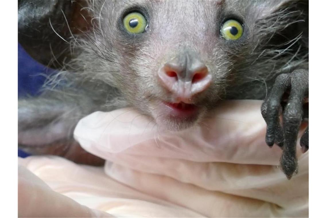 Ein im Grzimekhaus des Frankfurter Zoos geborenes Fingertier. Foto: --/Zoo Frankfurt /dpa