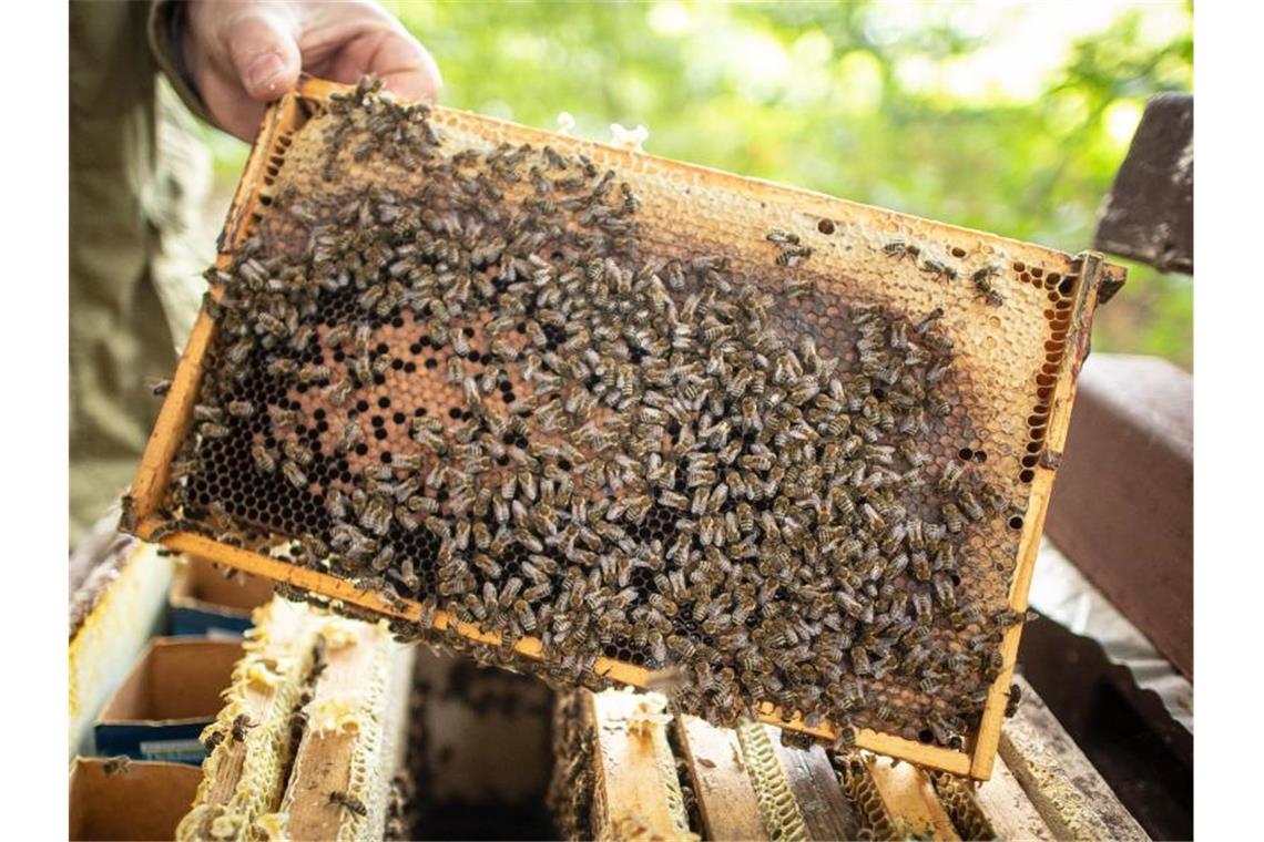 Offene Honiggläser im Müll gefährlich für Bienen: Faulbrut Ein Imker kontrolliert seine Bienenvölker. Foto: Sina Schuldt/dpa/Archivbild