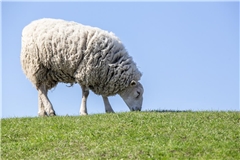 Ein in Auenwald getötetes Schaf geht nicht auf das Konto eines Wolfs. Symbolfoto: Erik Karits/Pixabay