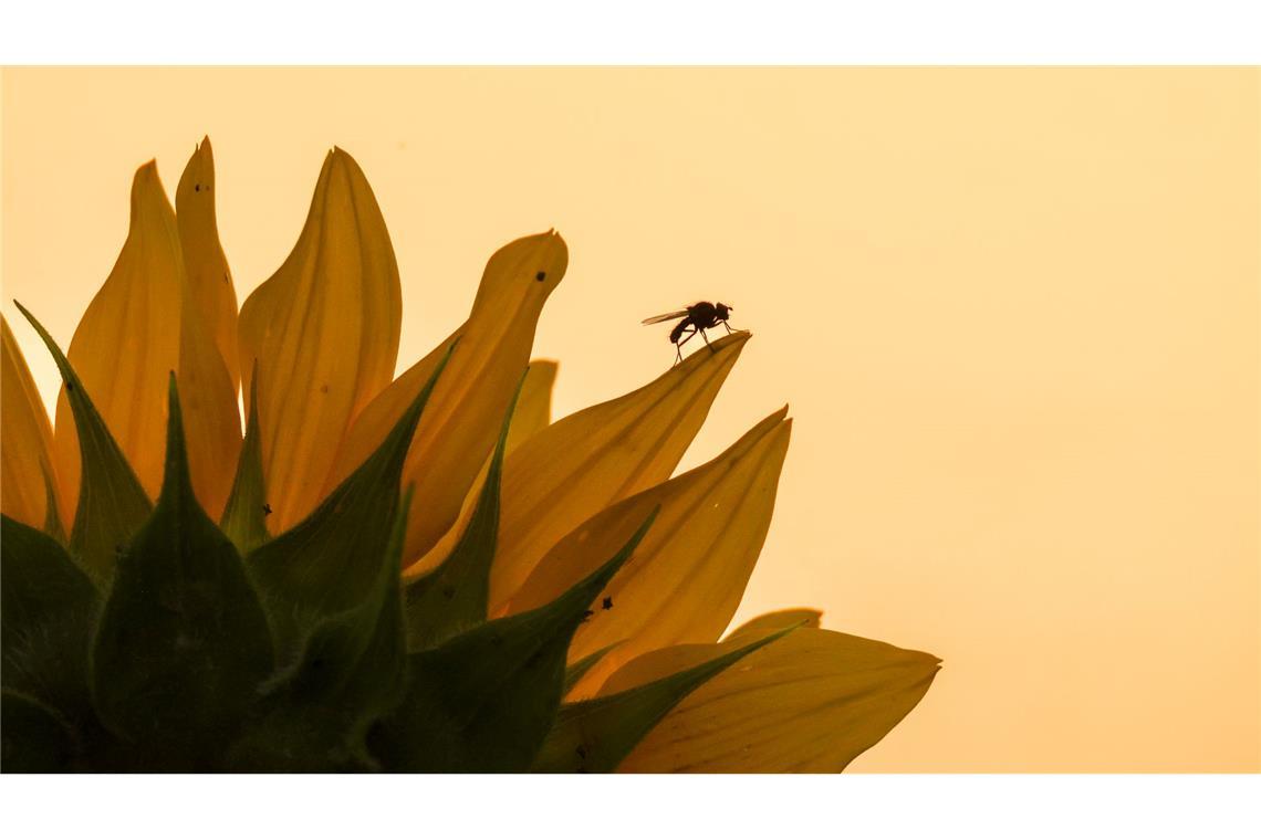 Bilder des Tages Ein Insekt sitzt am Morgen, kurz nach Sonnenaufgang, auf den Blättern einer Sonnenblume.