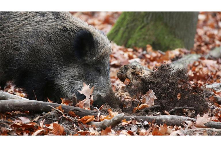 Ein Jäger hat in NRW ein totes Wildschwein gefunden, bei dem der Verdacht auf die Afrikanische Schweinepest (ASP) bestätigt wurde. (Archivbild)