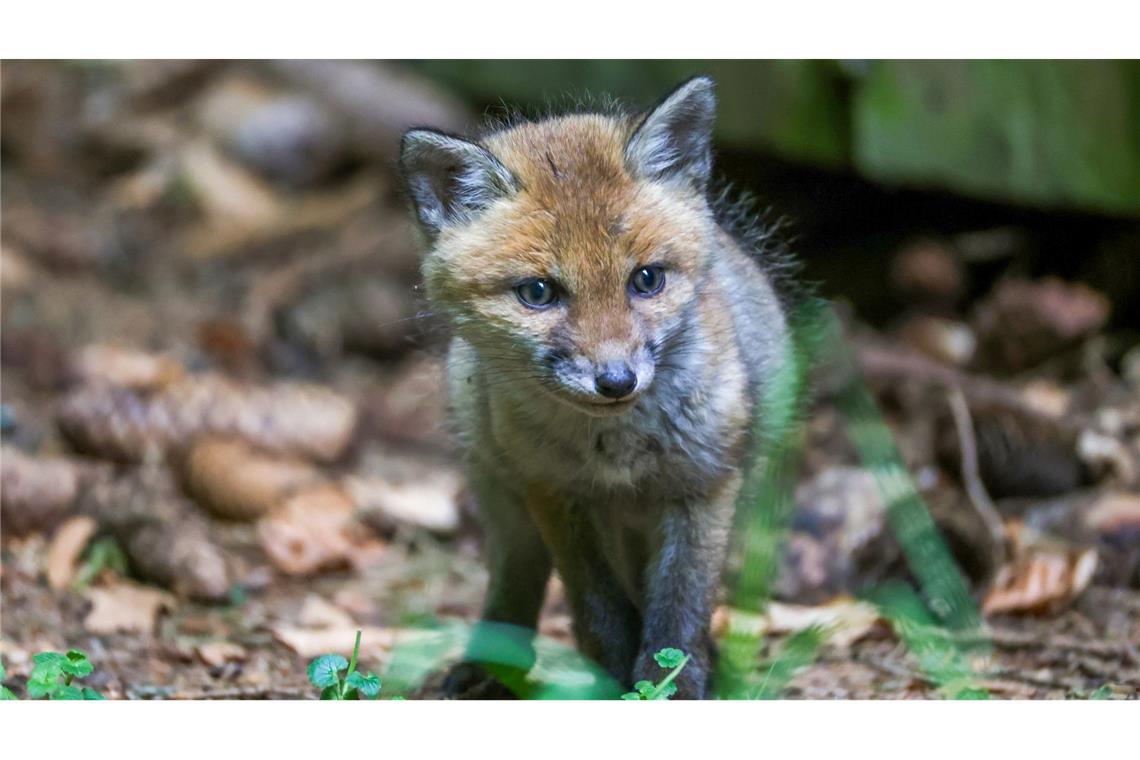 Bilder des Tages Ein junger Fuchs ist in einem Wald auf der Schwäbischen Alb unterwegs.