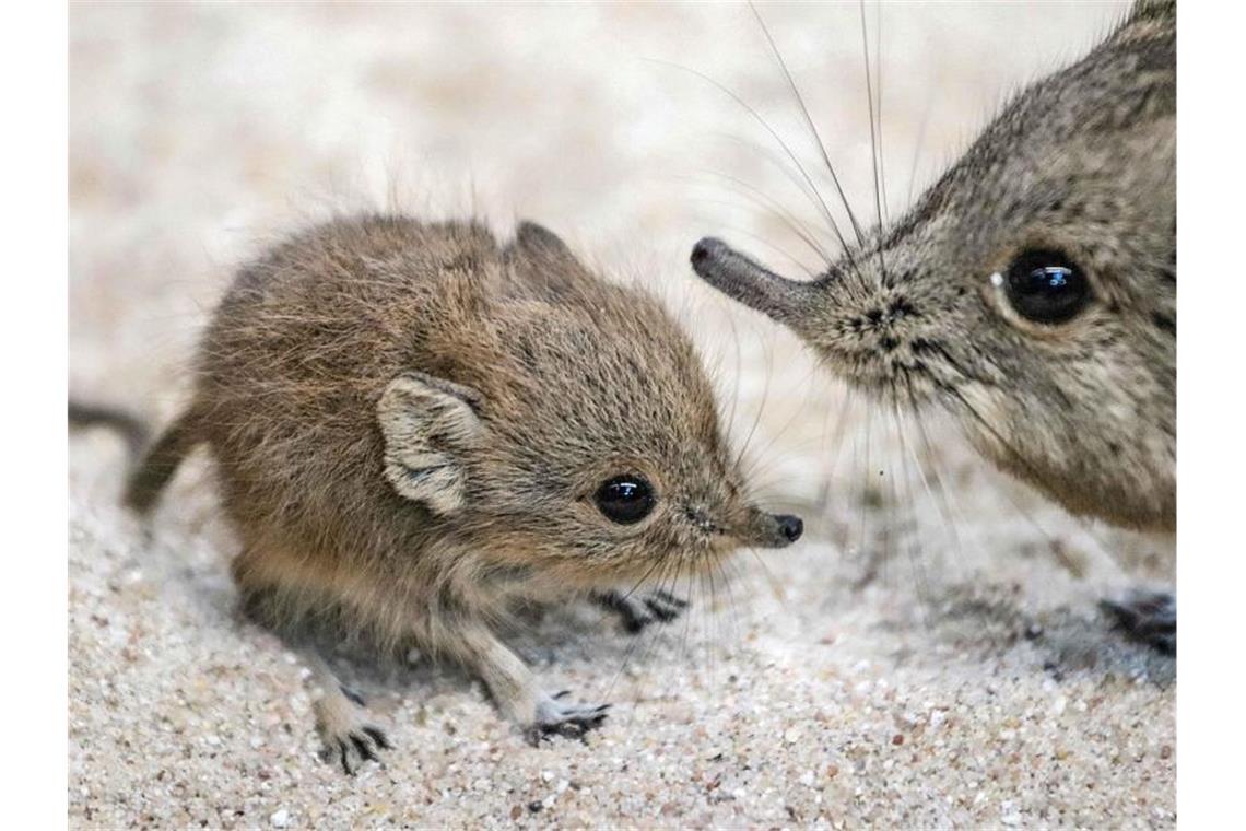 Nachwuchs bei Kurzohrrüsselspringern in der Wilhelma Ein junger Kurzohrrüsselspringer (l), der vor Kurzem geboren wurde, und ein Elterntier. Foto: Jana Müller/Wilhelma Stuttgart/dpa