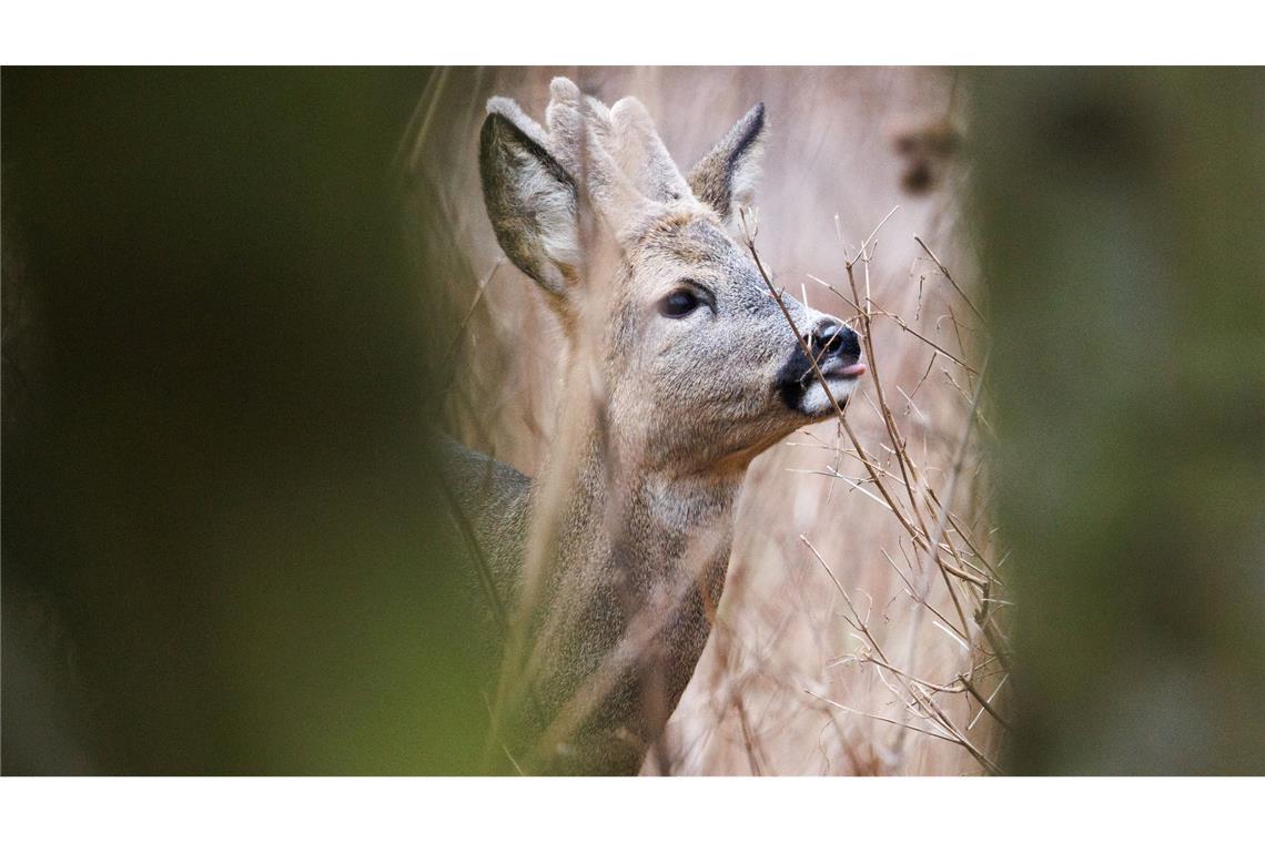 Bilder des Tages Ein junger Rehbock in seinem Gehege im Tier- und Pflanzenpark Fasanerie Wiesbaden.