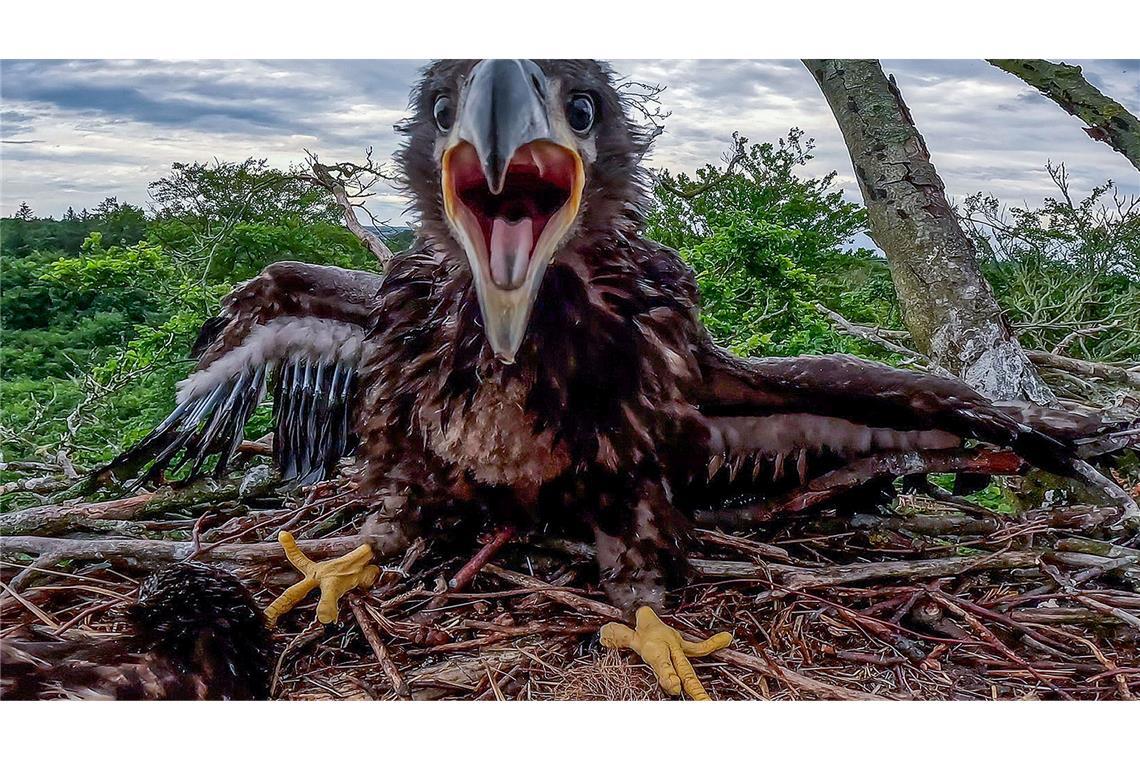Bilder des Tages Ein junger Seeadler sitzt in seinem Horst auf einer Buche in 35 Metern Höhe. Gleich wird er von Tierschützen zum Untersuchen und Beringen für einige Minuten aus dem Horst geholt.