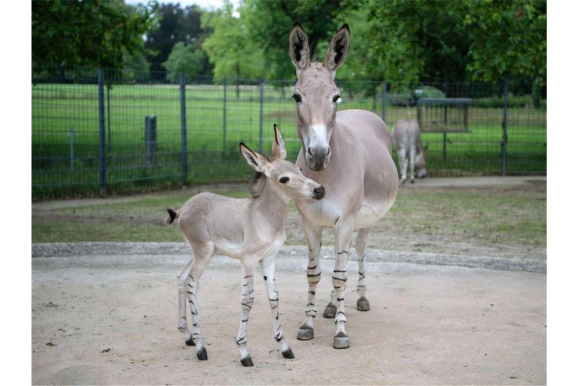 Ein junger Somali-Wildesel steht mit seiner Mutter in einem Gehege der Wilhelma. Foto: Marijan Murat