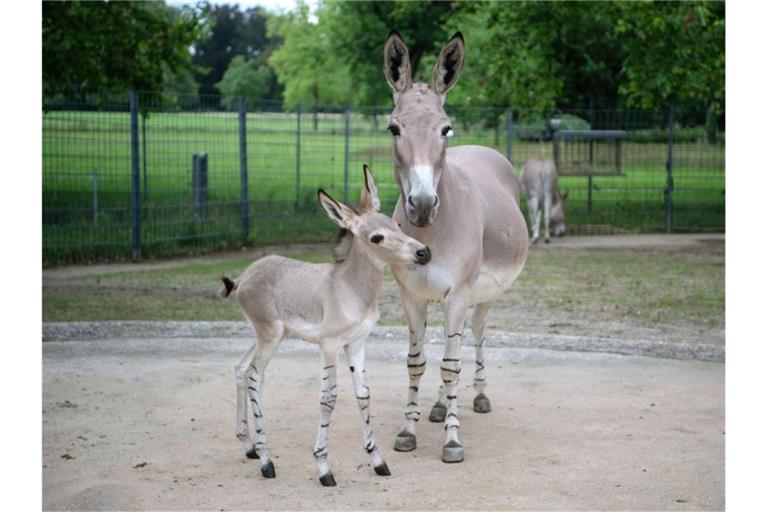 Ein junger Somali-Wildesel steht mit seiner Mutter in einem Gehege der Wilhelma. Foto: Marijan Murat