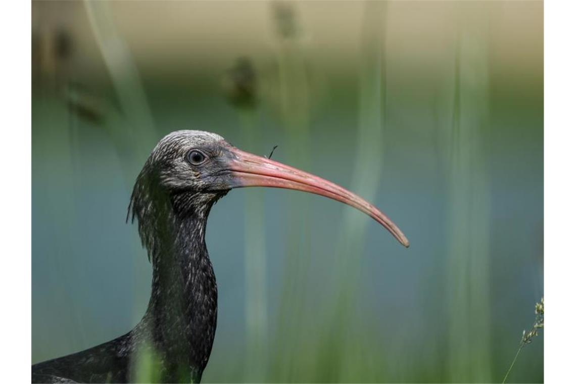 Ein junger Waldrapp sitzt auf einer Wiese. Foto: Felix Kästle/dpa/Symbolbild