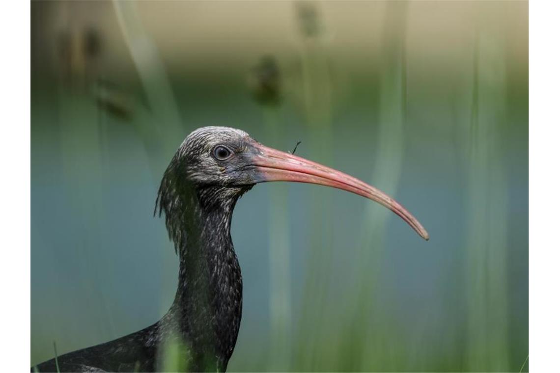 Ein junger Waldrapp sitzt auf einer Wiese. Foto: Felix Kästle/Archiv