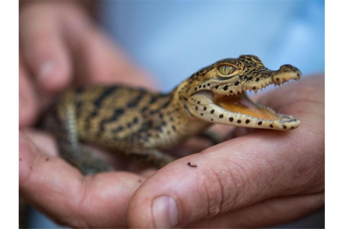 Ein junges Kuba-Krokodil (Crocodylus rhombifer) sitzt bei einem Pressetermin des Zoos auf der Hand einer Tierpflegerin. Foto: Monika Skolimowska/dpa-Zentralbild/dpa