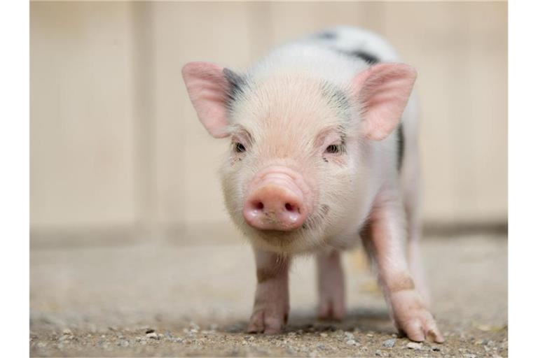 Ein junges Mini-Schwein steht im Zoo Hannover in seinem Gehege. Foto: picture alliance / dpa