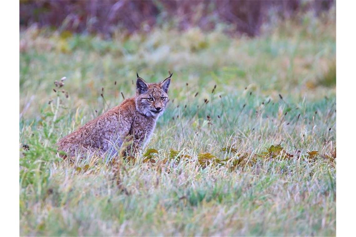 Luchs im Nordschwarzwald fotografiert Ein Jungluchs sitzt auf einer Wiese. Foto: Ole Anders/Nationalparkverwaltung Harz/dpa