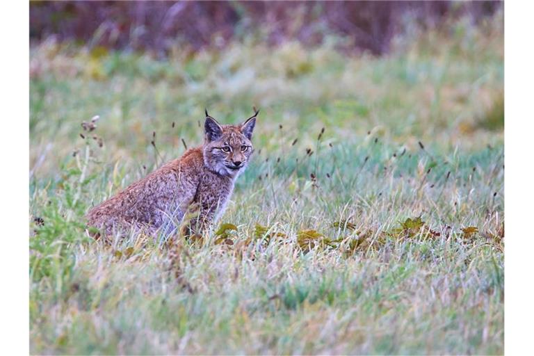 Ein Jungluchs sitzt auf einer Wiese. Foto: Ole Anders/Nationalparkverwaltung Harz/dpa