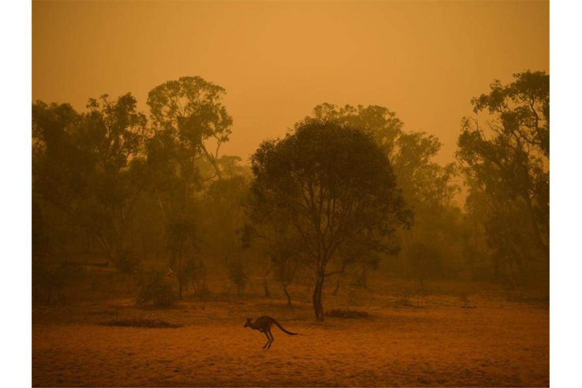 Ein Känguru hüpft nahe Canberras durch das Buschland inmitten von Rauchschwaden. Foto: Lukas Coch/AAP/dpa