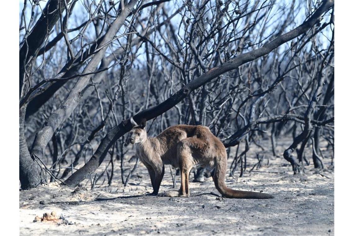 Brände in Australien: Wieder über 40 Grad Hitze erwartet Ein Känguru im Flinder Chase National Park auf Kangaroo Island, südwestlich von Adelaide. Foto: David Mariuz/AAP/dpa