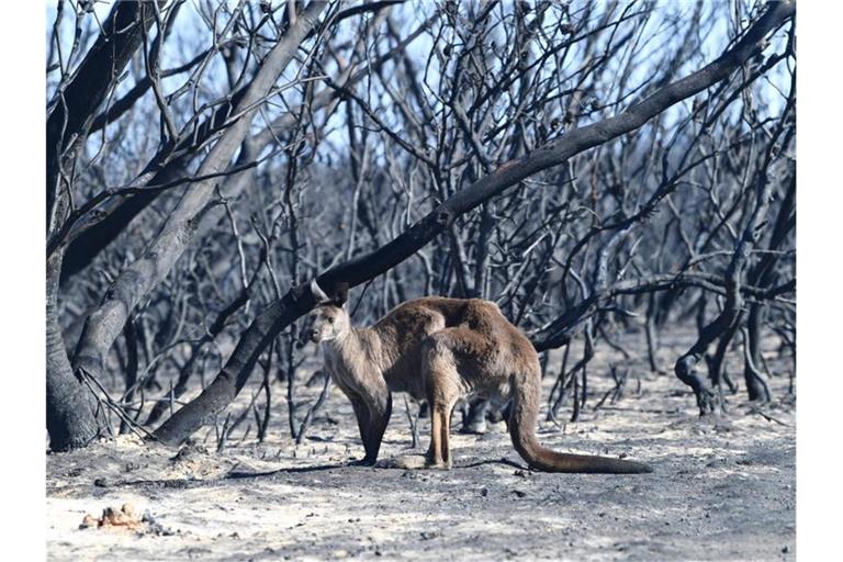 Ein Känguru im Flinder Chase National Park auf Kangaroo Island, südwestlich von Adelaide. Foto: David Mariuz/AAP/dpa
