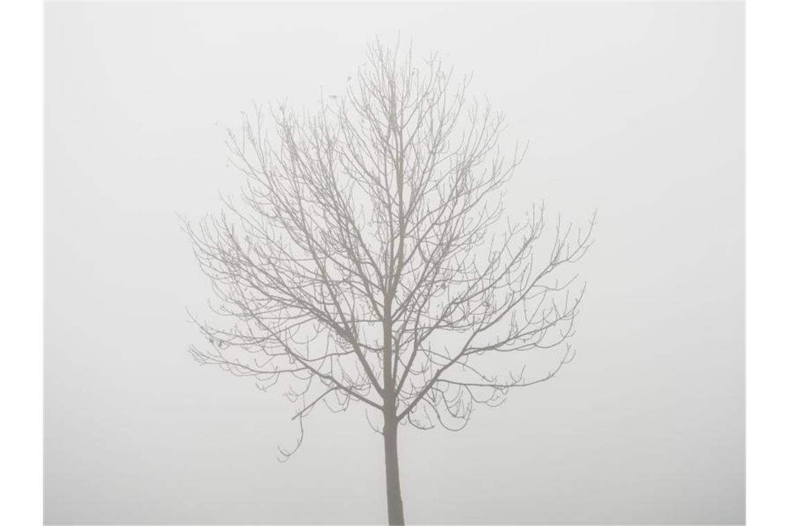 Nebliger Wochenstart im Südwesten Ein kahler Baum steht im dichten Nebel an einem Feldrand. Foto: Patrick Pleul/dpa-Zentralbild/dpa/Archivbild