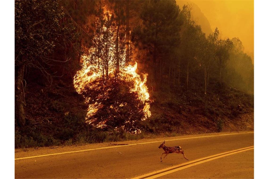 Ein Kalb der Schwarzwedelhirsche sprintet über eine Straße durch den brennenden Plumas National Forest. Foto: Noah Berger/AP/dpa