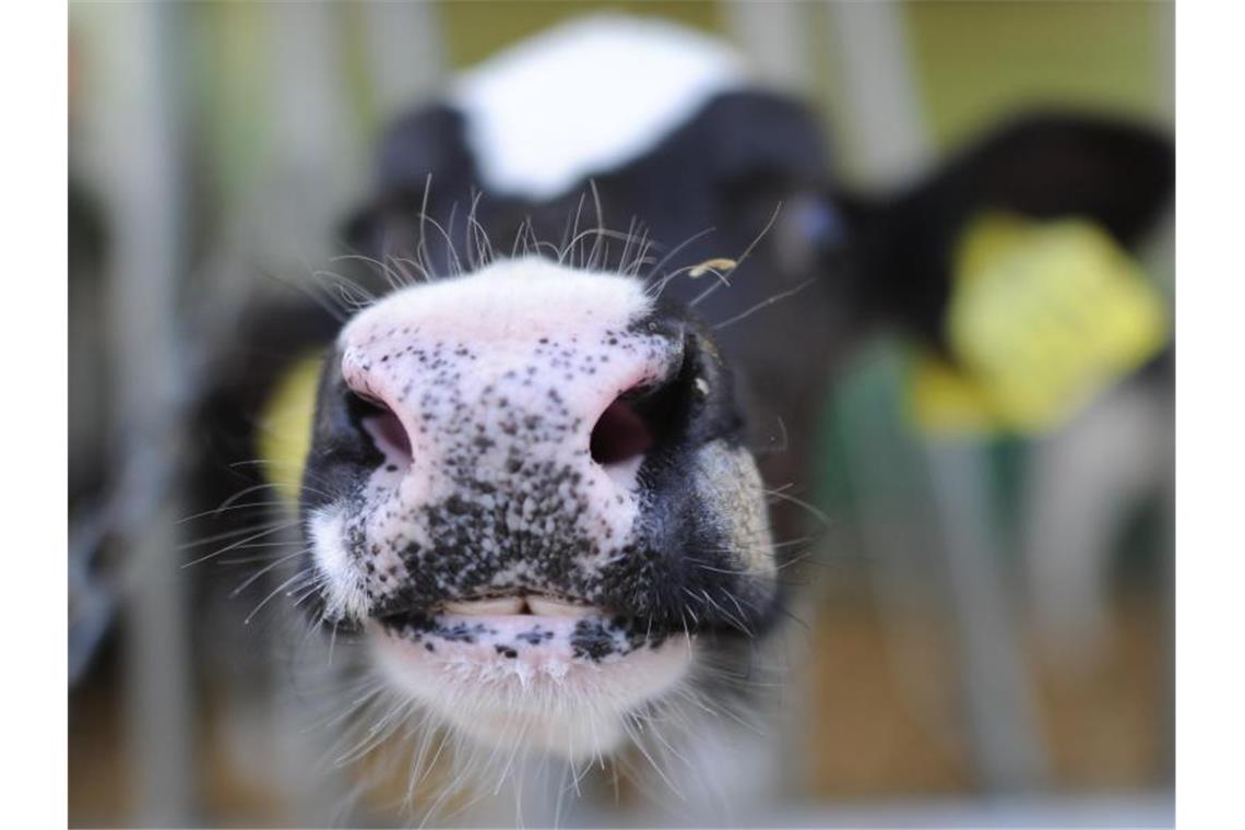 Rinderzüchter aus zehn Bundesländern züchten nun gemeinsam