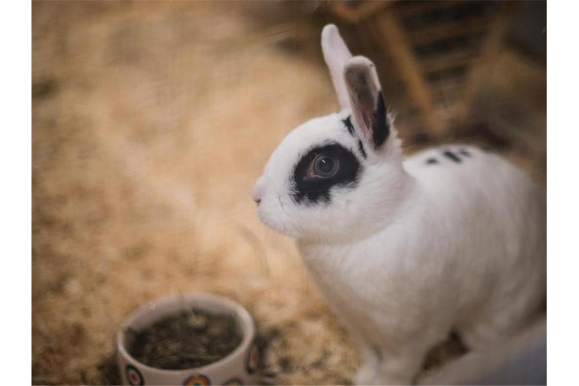 Ein Kaninchen sitzt in seinem Käfig im Tierheim. Foto: Andreas Arnold/dpa