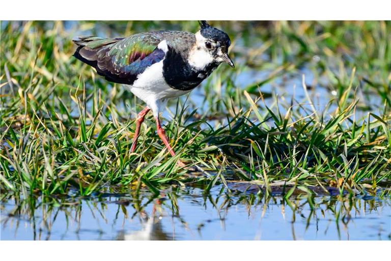 Ein Kiebitz ist auf Nahrungssuche im Oderbruch. Die Vögel gelten auch als Frühlingsboten.