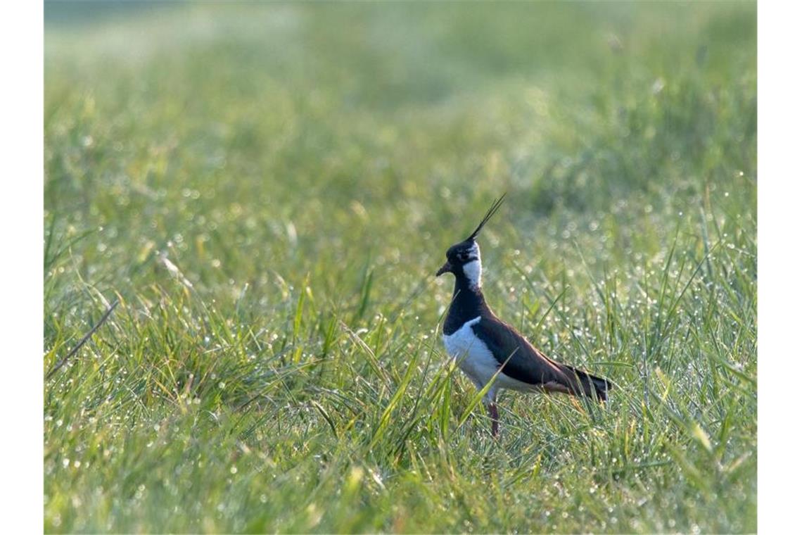 Rebhuhn und Kiebitz sterben aus: Millionen-Schutz gefordert Ein Kiebitz läuft über eine Wiese. Foto: Peter Zschunke/dpa/Symbolbild